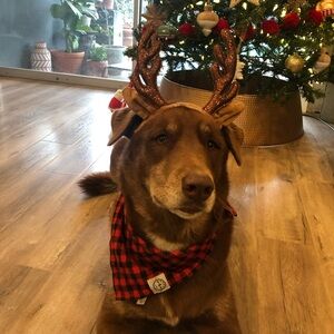 Meet your Posher, mindful shopper